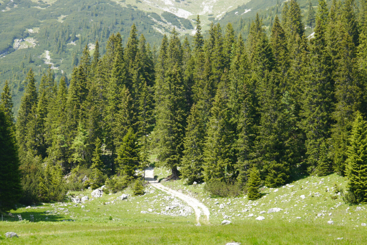 Lichter Fichtenbestand im Gebirge