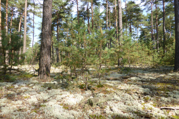 Flechten-Kiefernwald in der Oberpfalz (© Dr. Matthias Jantsch)