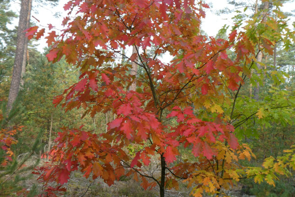 Junge Roteiche im Herbst (© Klaus Schreiber)