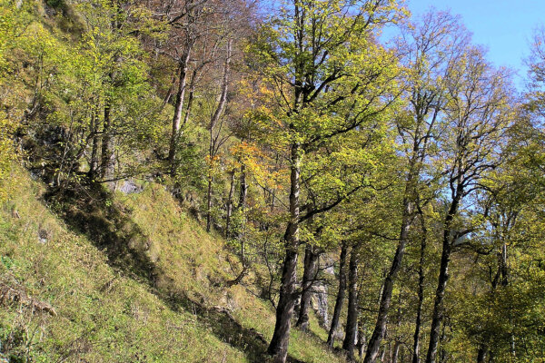 Wärmebedürftiger Spitzahorn-Sommerlinden Wald am Steilahng (© Boris Mittermeier)