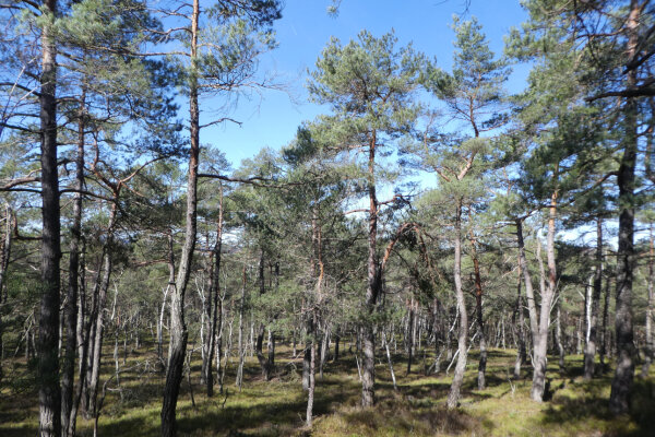 Kiefernwald auf Sanddüne (© Klaus Schreiber)