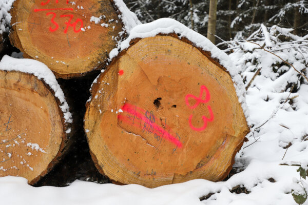 Gepoltertem Douglasien-Starkholz im Schnee (© Christoph Josten)