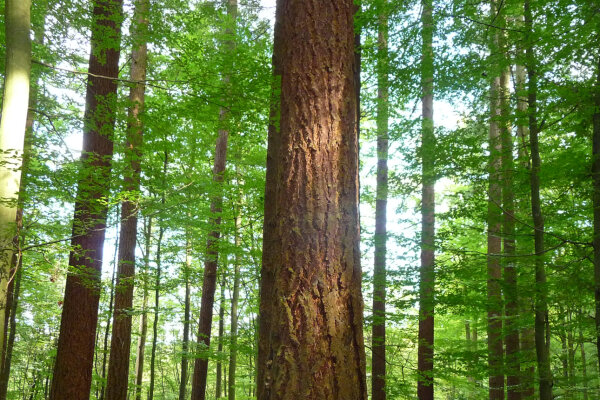 Stamm einer starken Douglasie in einem Mischbestand mit Buche (© Dr. Matthias Jantsch)