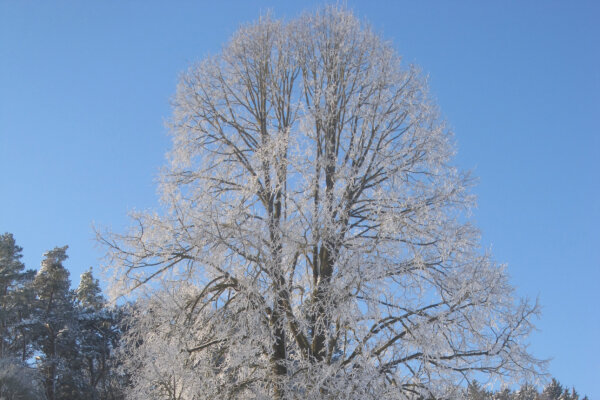 Winterlinde im Winter (© Michael Bartl)