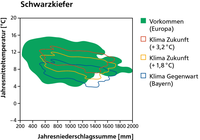 Vorkommen der Schwarzkiefer heute als dunkelgrüne Fläche und mit dem Klima von heute und in der Zukunft bei wahlweise 1,8 und 3,2 Grad Erwärmung schematisch dargestellt.