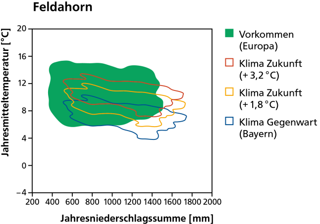 Vorkommen des Feldahorn heute als dunkelgrüne Fläche und mit dem Klima von heute und in der Zukunft bei wahlweise 1,8 und 3,2 Grad Erwärmung schematisch dargestellt.