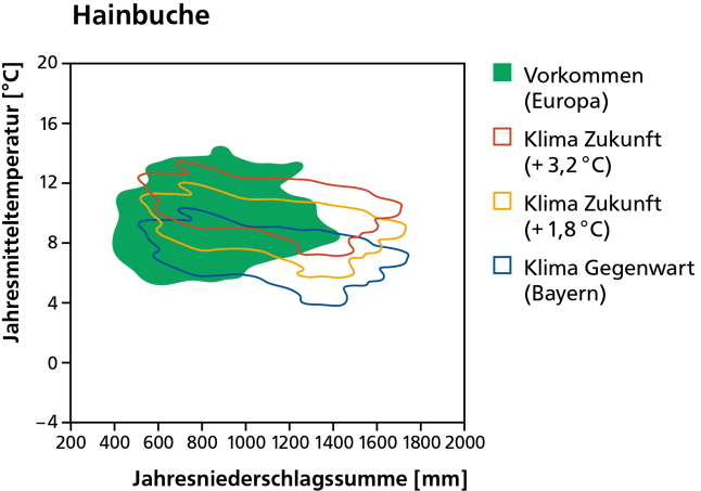 Vorkommen der Hainbuche heute als dunkelgrüne Fläche und mit dem Klima von heute und in der Zukunft bei wahlweise 1,8 und 3,2 Grad Erwärmung schematisch dargestellt.